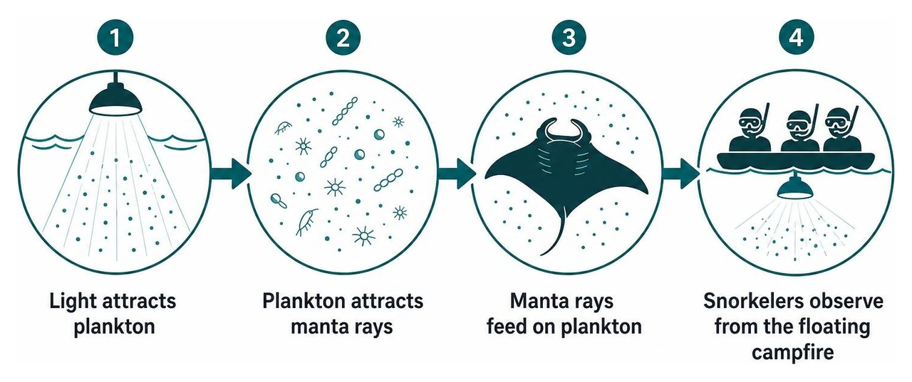 Diagram of the food chain cycle: Light attracts plankton, plankton attracts manta rays, snorkelers observe from the floating Diagram of the food chain cycle: Light attracts plankton, plankton attracts manta rays, snorkelers observe from the floating