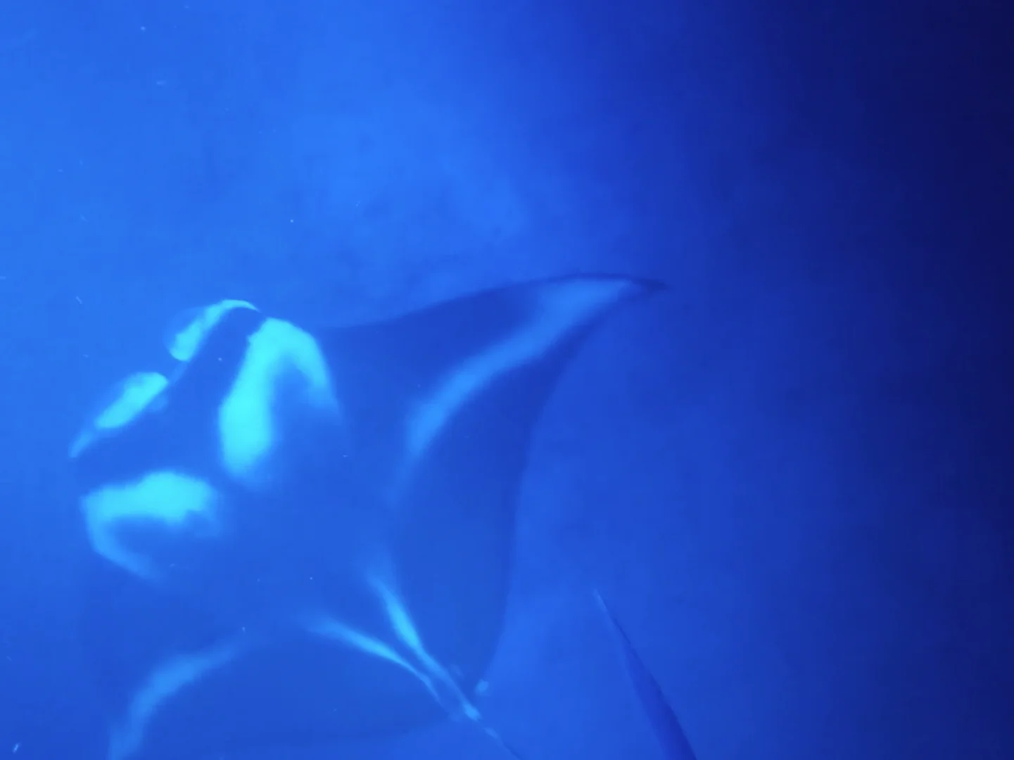 Manta ray performing a barrel roll near the water surface Manta ray performing a barrel roll near the water surface