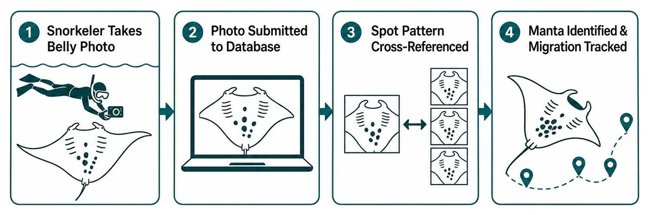 Citizen science photo identification workflow Citizen science photo identification workflow