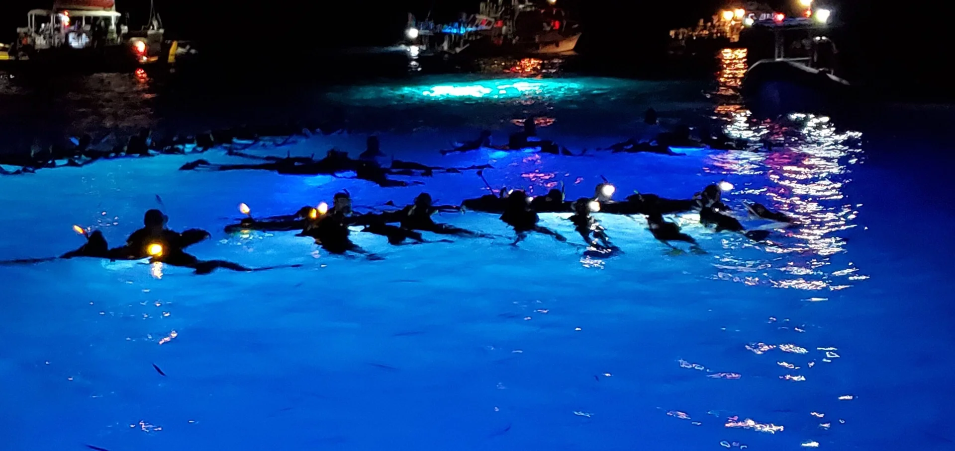 Manta ray feeding under night lights Manta ray feeding under night lights