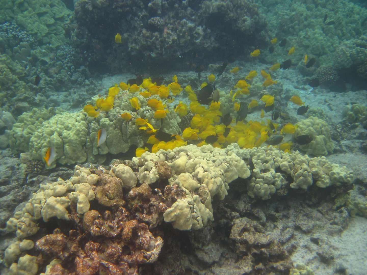 Yellow tangs and a green sea turtle swimming over a healthy Hawaiian coral reef Yellow tangs and a green sea turtle swimming over a healthy Hawaiian coral reef