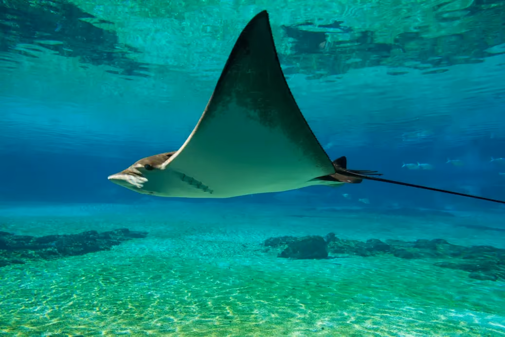 Manta Ray Night Snorkel, Kona Hawaii