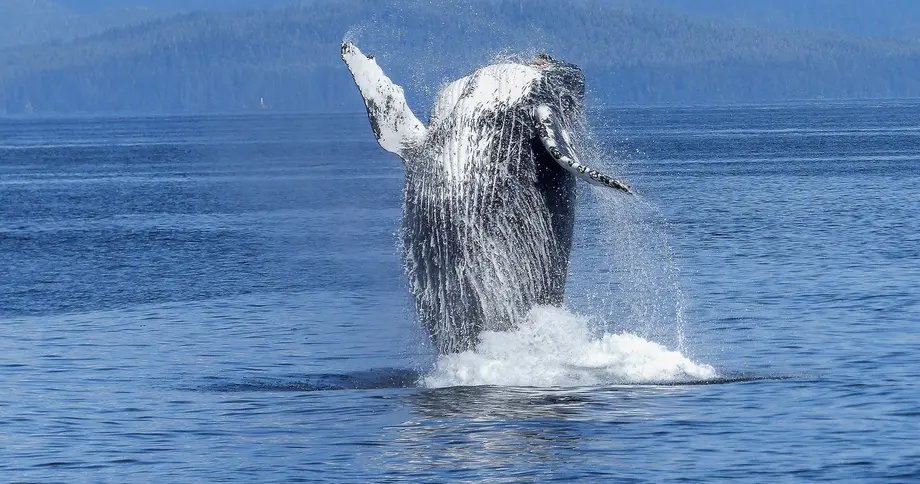 Whale & Dolphin Watching Tours, Kona