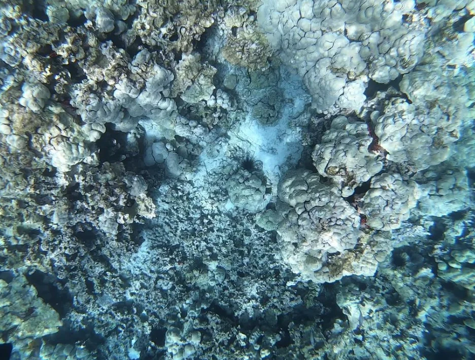 snorkelers exploring calm shallow waters over pristine coral heads snorkelers exploring calm shallow waters over pristine coral heads