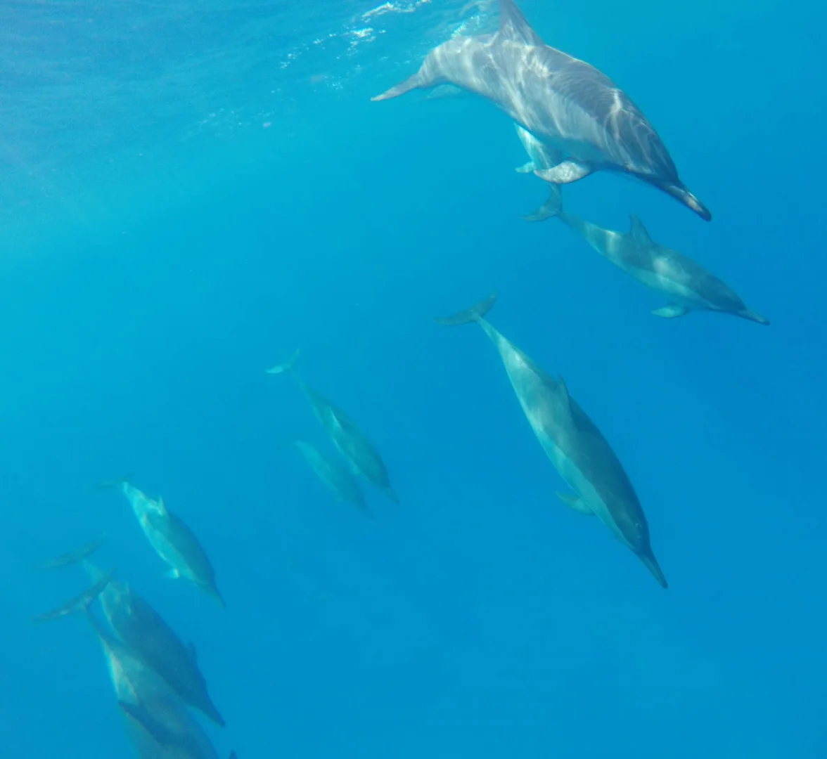 Spinner dolphins swimming along the Kona coastline Spinner dolphins swimming along the Kona coastline