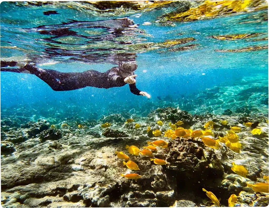 vibrant coral reefs on the Kona Coast vibrant coral reefs on the Kona Coast