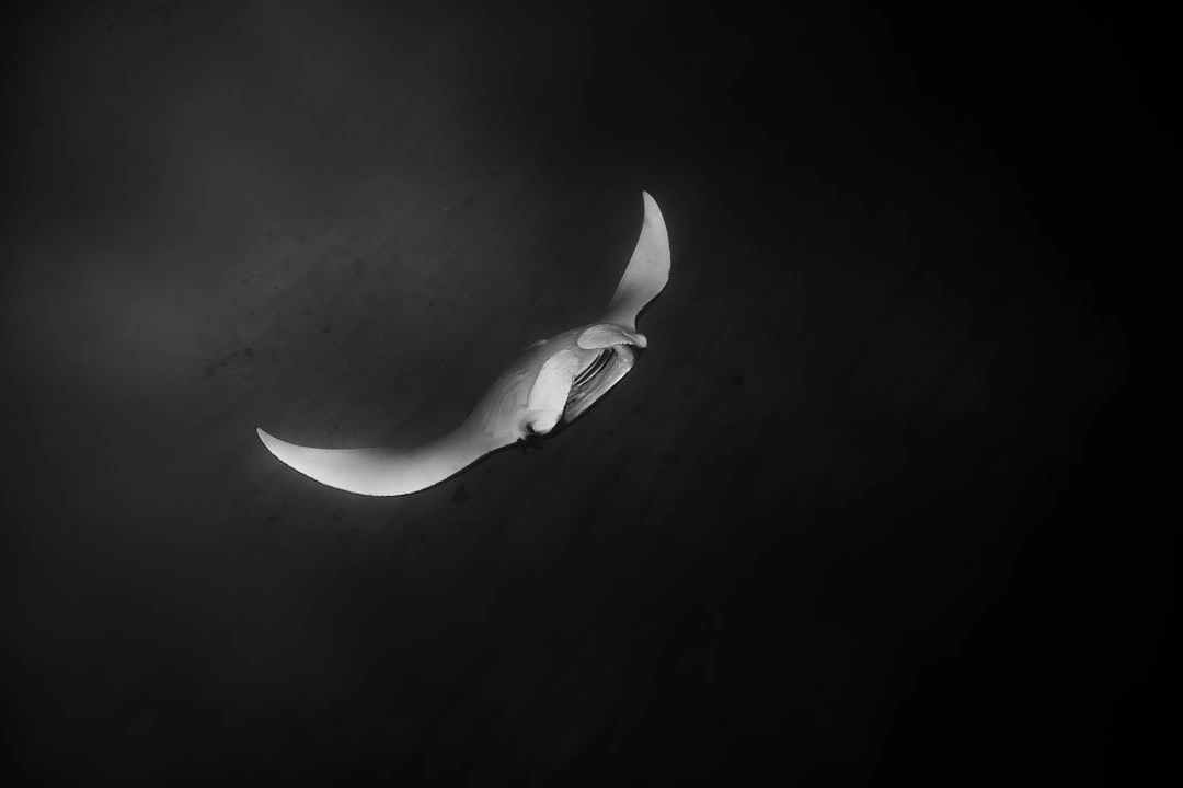giant manta ray feeding at night in Keauhou Bay giant manta ray feeding at night in Keauhou Bay