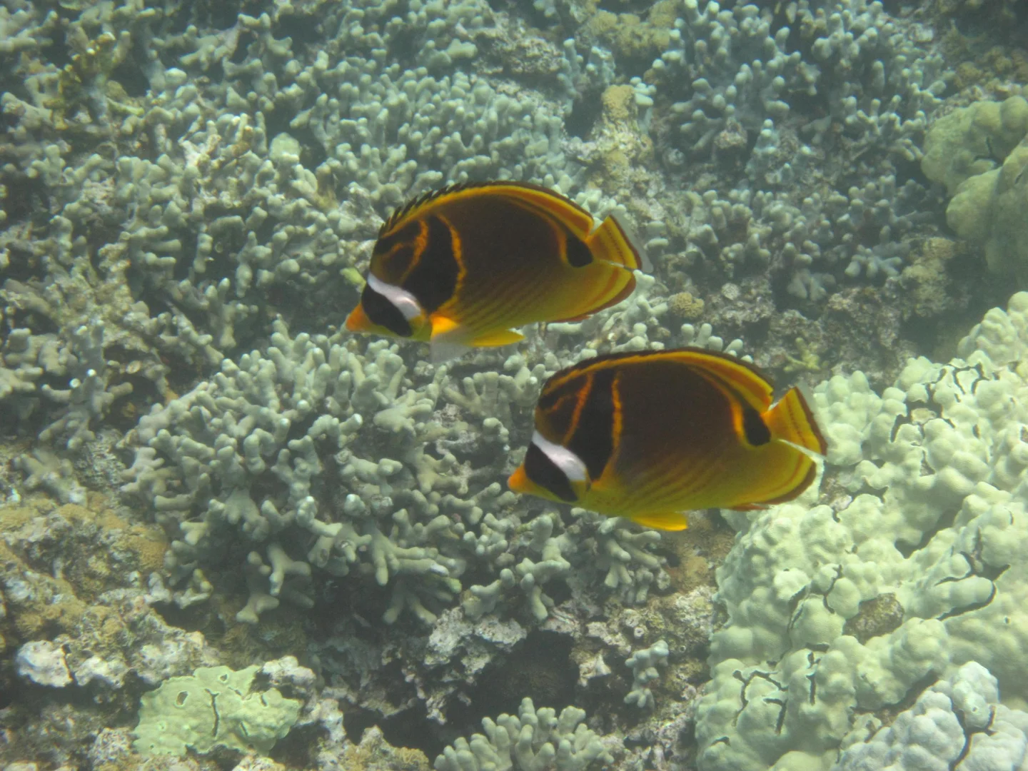 Hawaiian reef fish above coral heads Hawaiian reef fish above coral heads