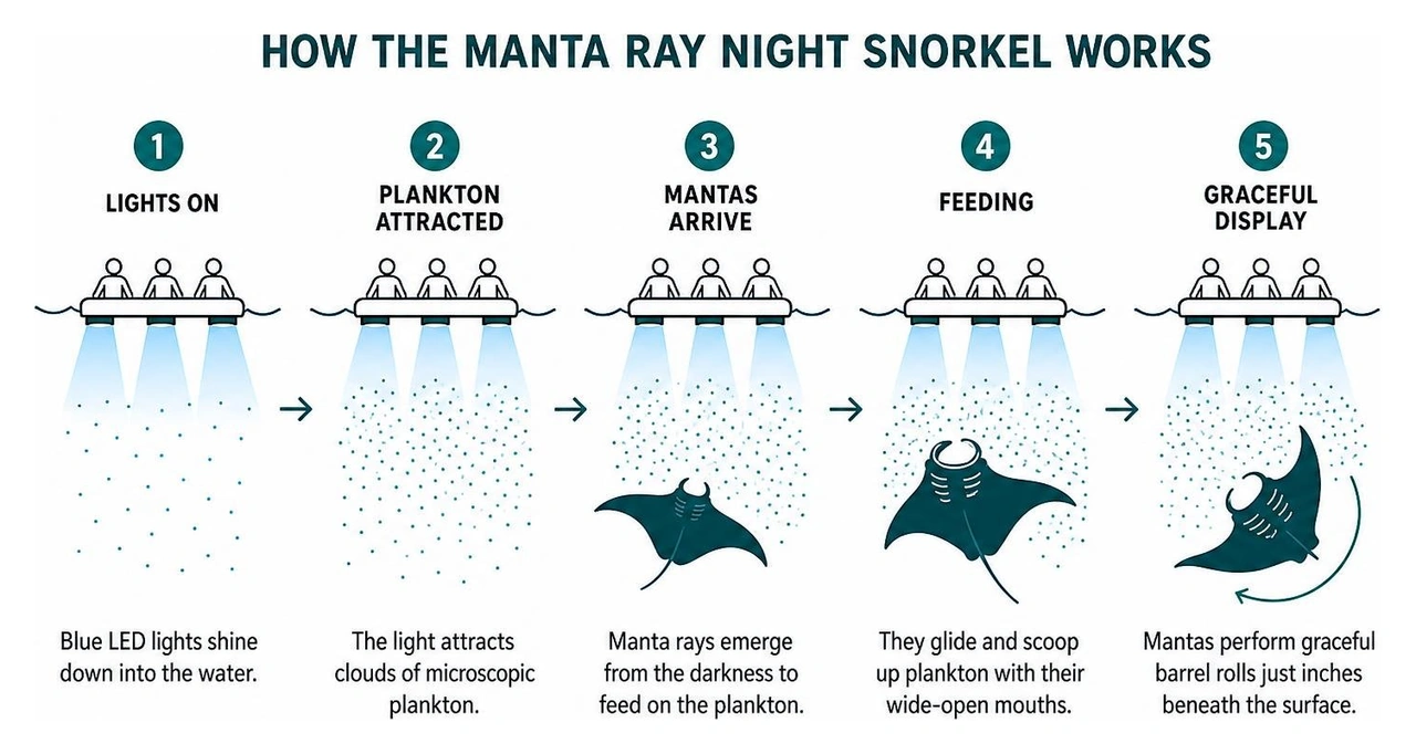 How the manta ray night snorkel works to attract plankton and mantas