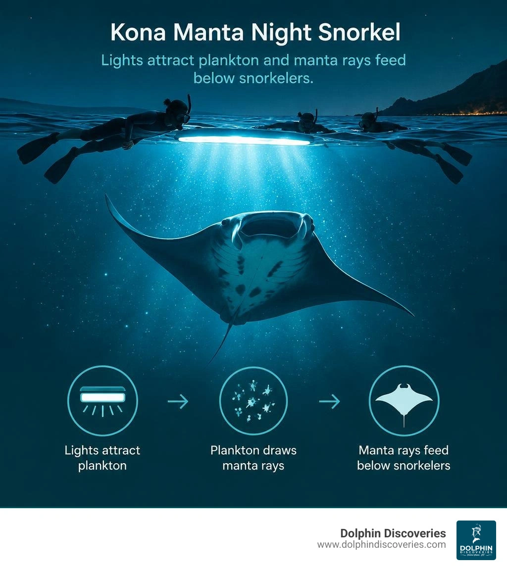 Kona manta night snorkel: lights attract plankton and manta rays feed below snorkelers infographic Kona manta night snorkel: lights attract plankton and manta rays feed below snorkelers infographic