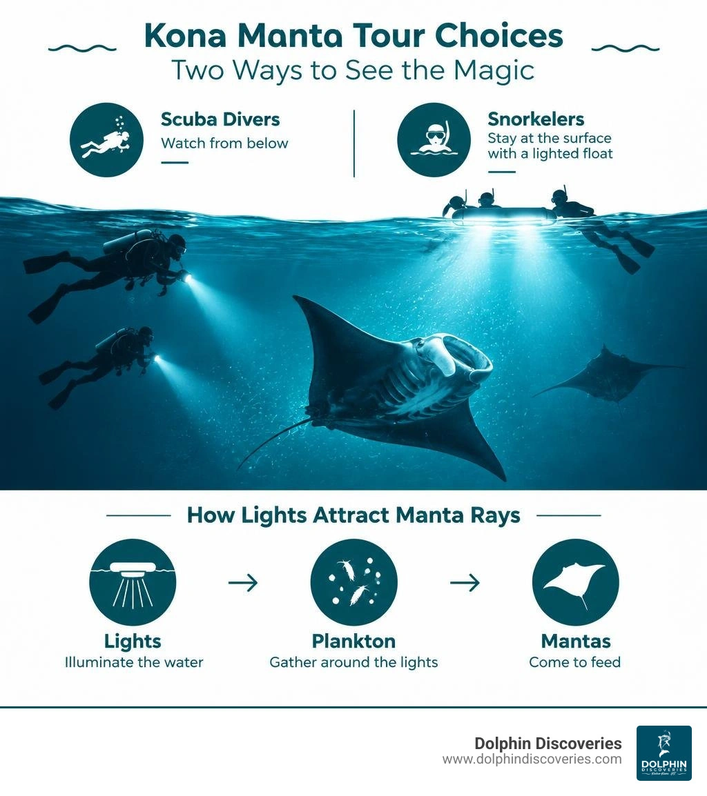 Kona manta tour choices and how lights gather plankton that attracts feeding manta rays infographic