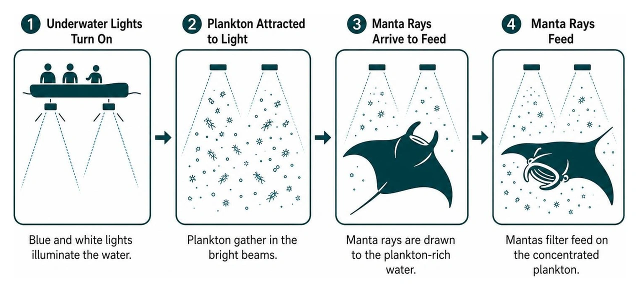 diagram of plankton attraction to light and manta ray feeding path