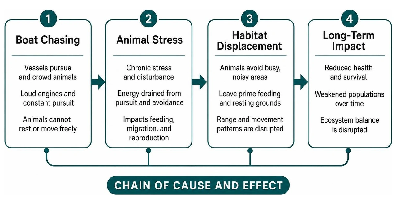 Chain of cause and effect showing how boat chasing leads to animal stress and habitat displacement Chain of cause and effect showing how boat chasing leads to animal stress and habitat displacement