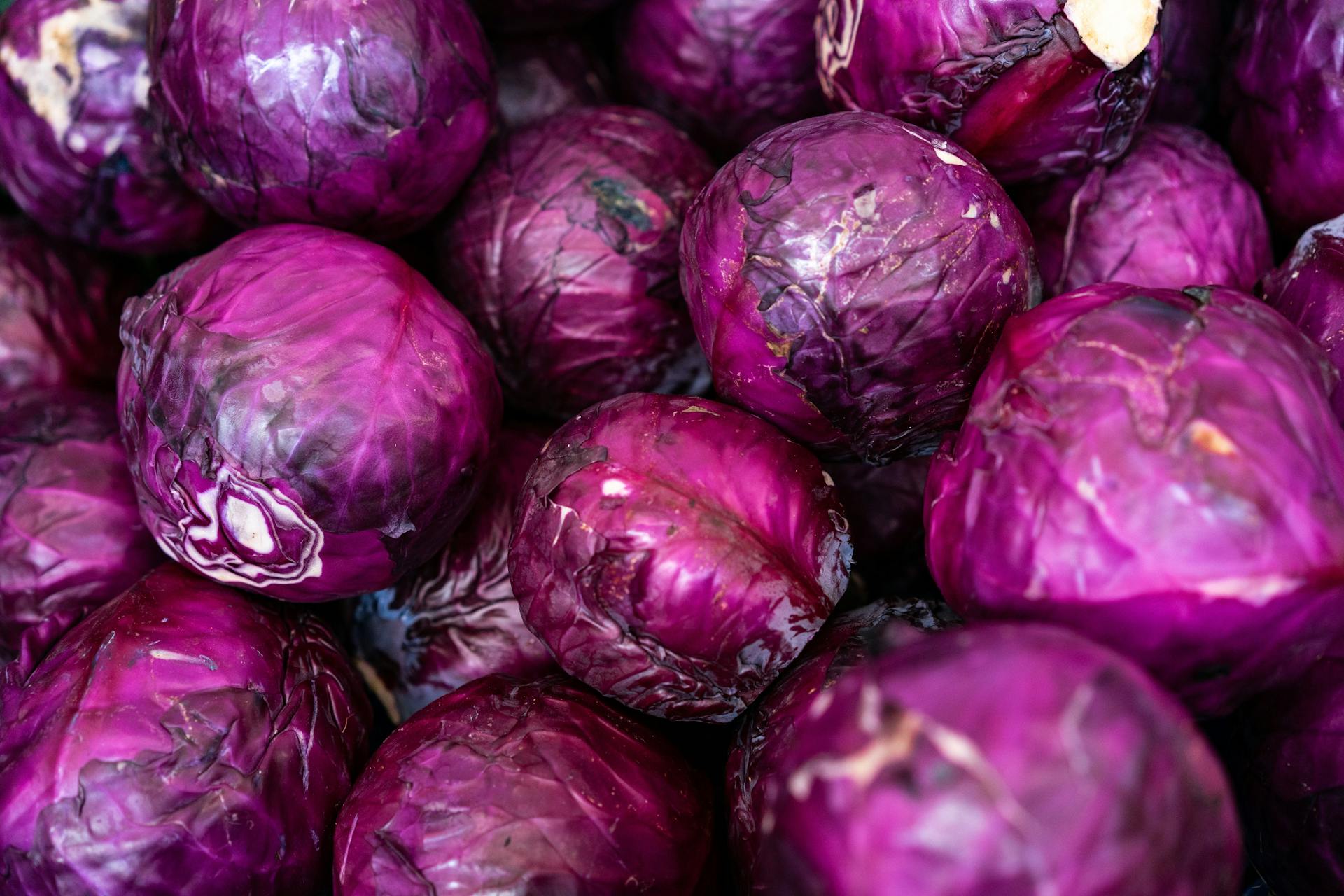 Bắp cải tím