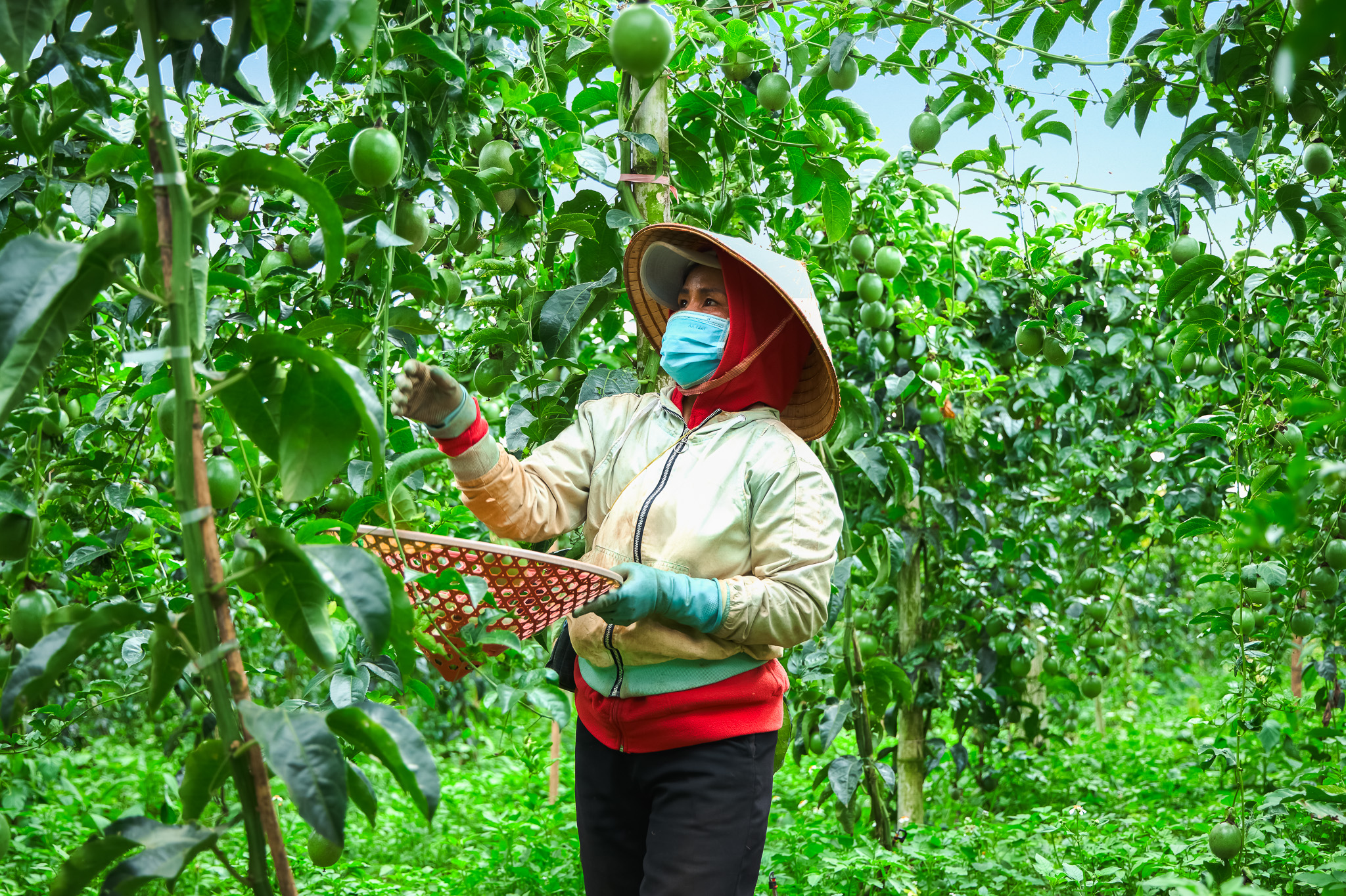 Nông dân kiểm tra sản phẩm