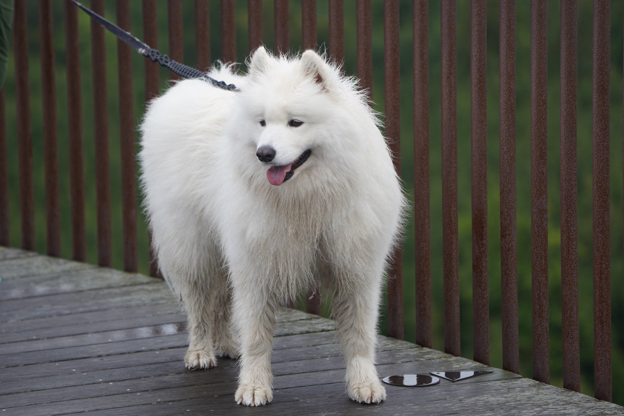 Magnus Waffles, a Samoyed, in Scandinavia