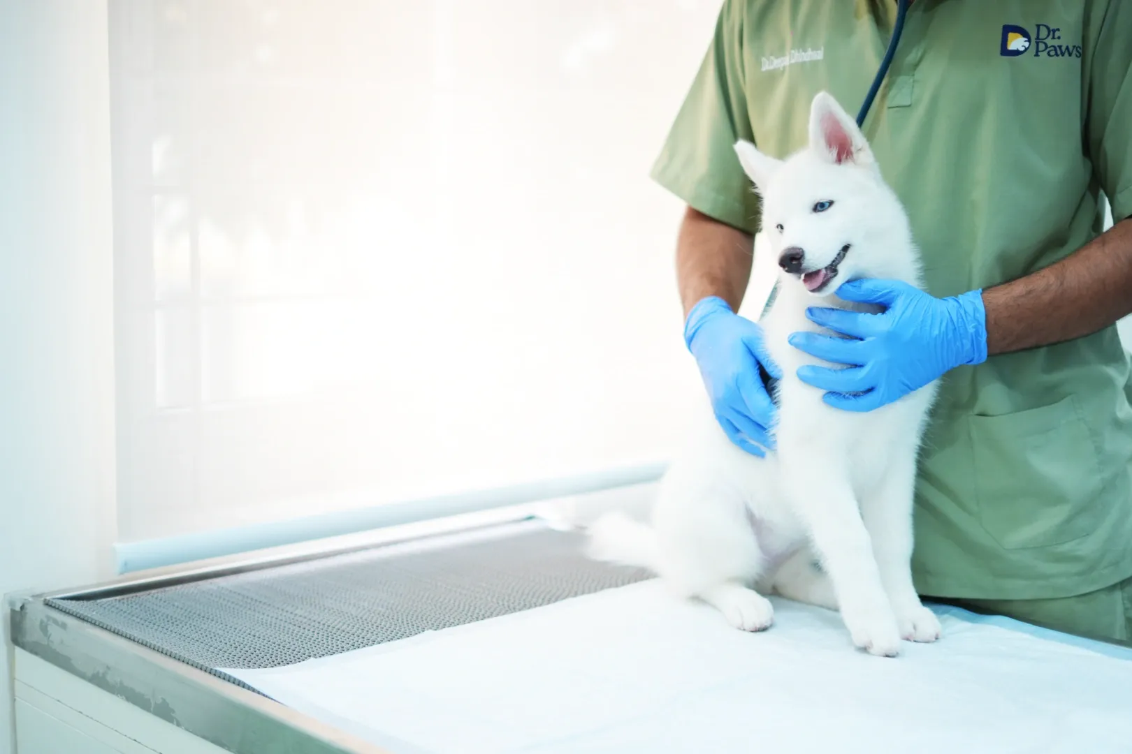 Dr. Paws veterinary care