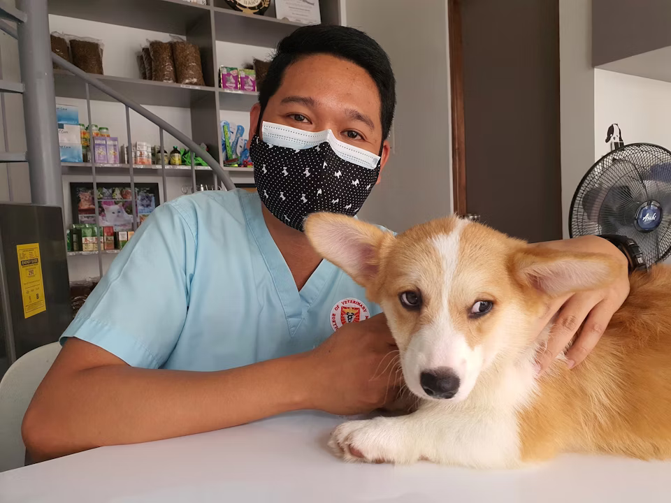 Vet at home