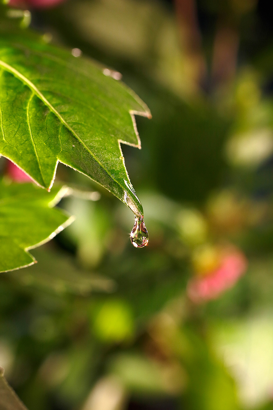 Water Drop for Energia  - Studio Photography © David Cantwell Photography