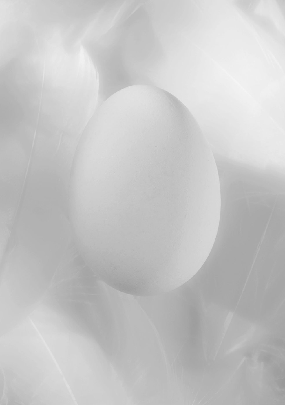 Egg on Feathers  - Studio Photography © David Cantwell Photography