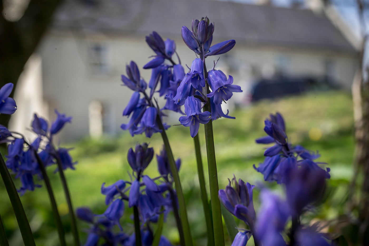 Summer Bluebell Flowers - Seasonal Commercial Photography © David Cantwell Photography
