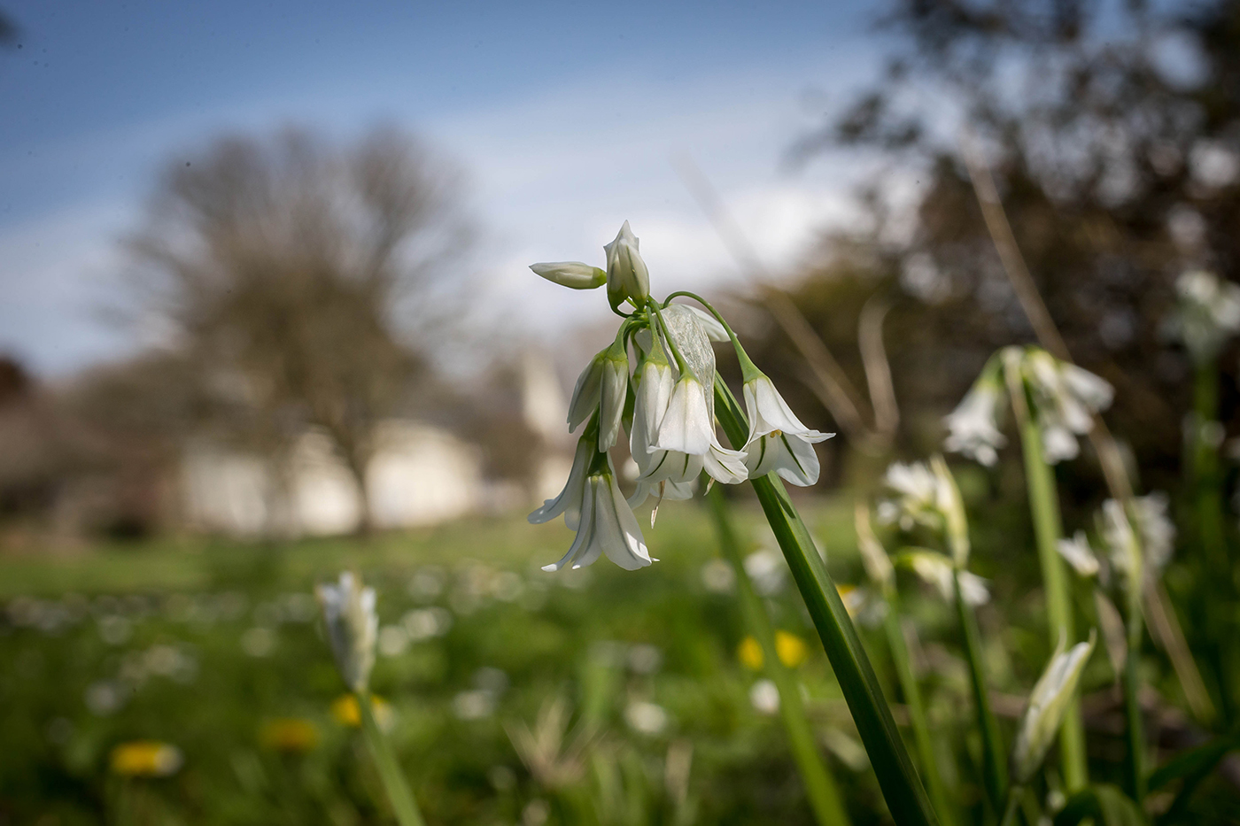 Summer Flowers in Garden - Seasonal Commercial Photography © David Cantwell Photography