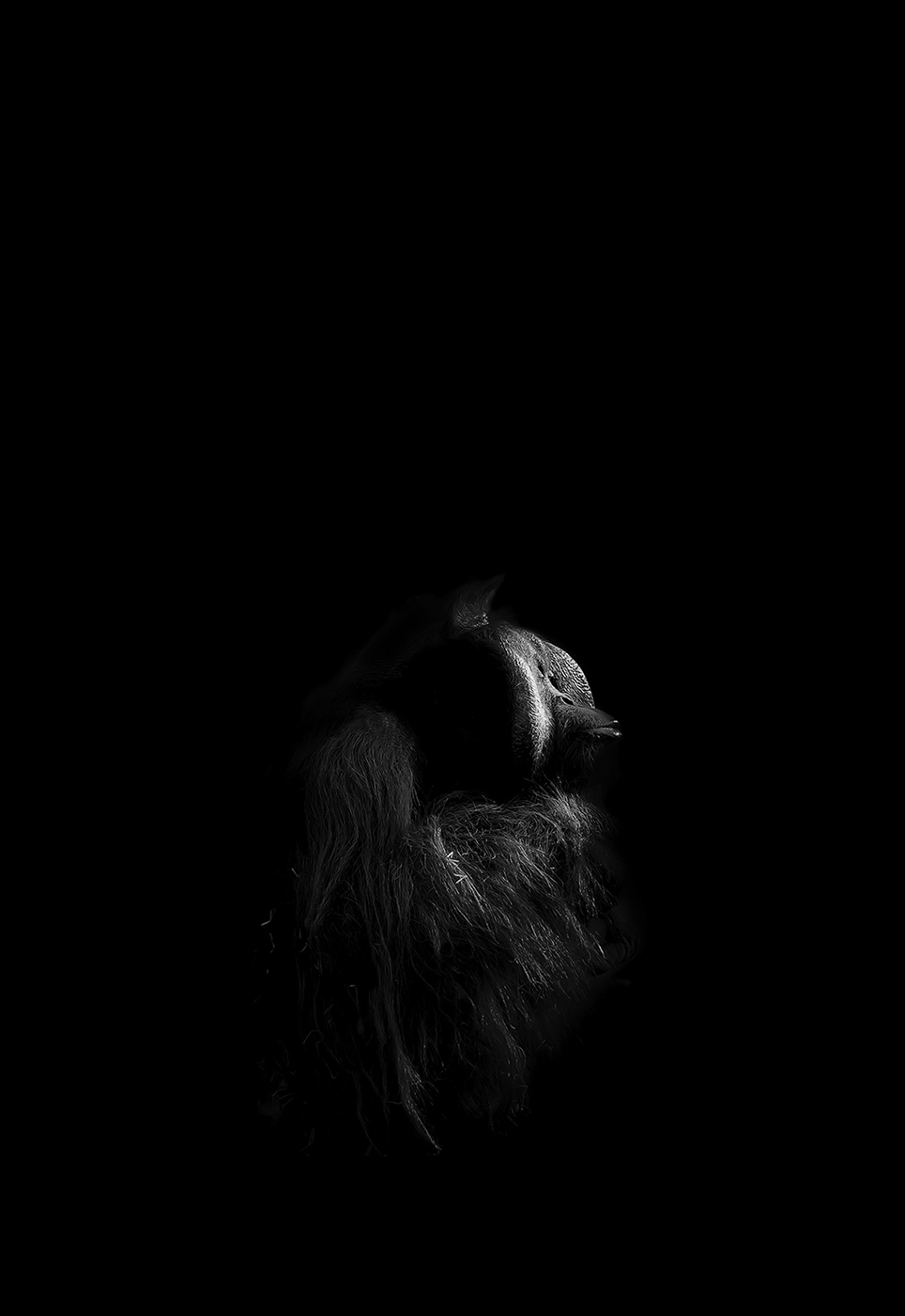 Orangutan - Black & White Portrait Photography © David Cantwell Photography
