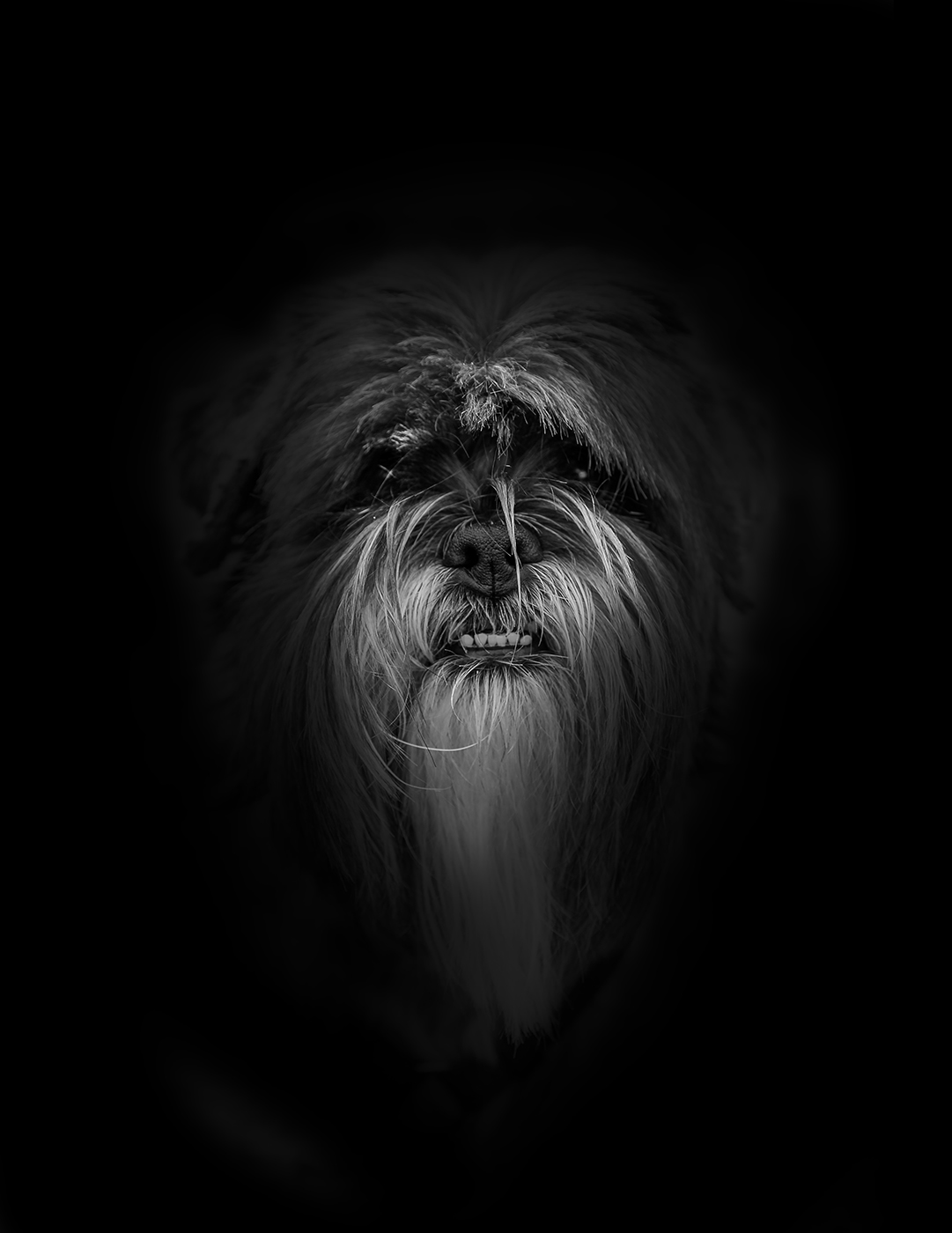 Oscar The Dog - Black & White Portrait Photography © David Cantwell Photography