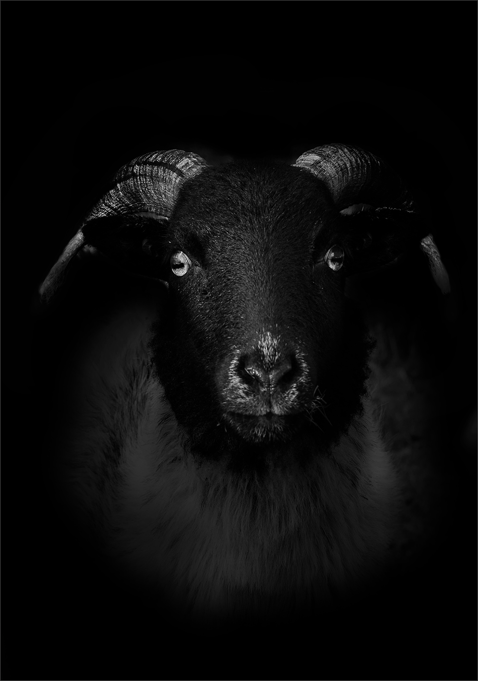 B & W Connemara Ram Sheep - Portrait Photography © David Cantwell Photography