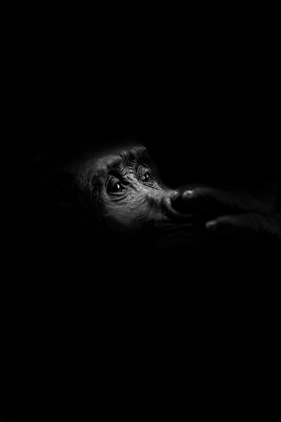 Ape - Black & White Portrait Photography © David Cantwell Photography