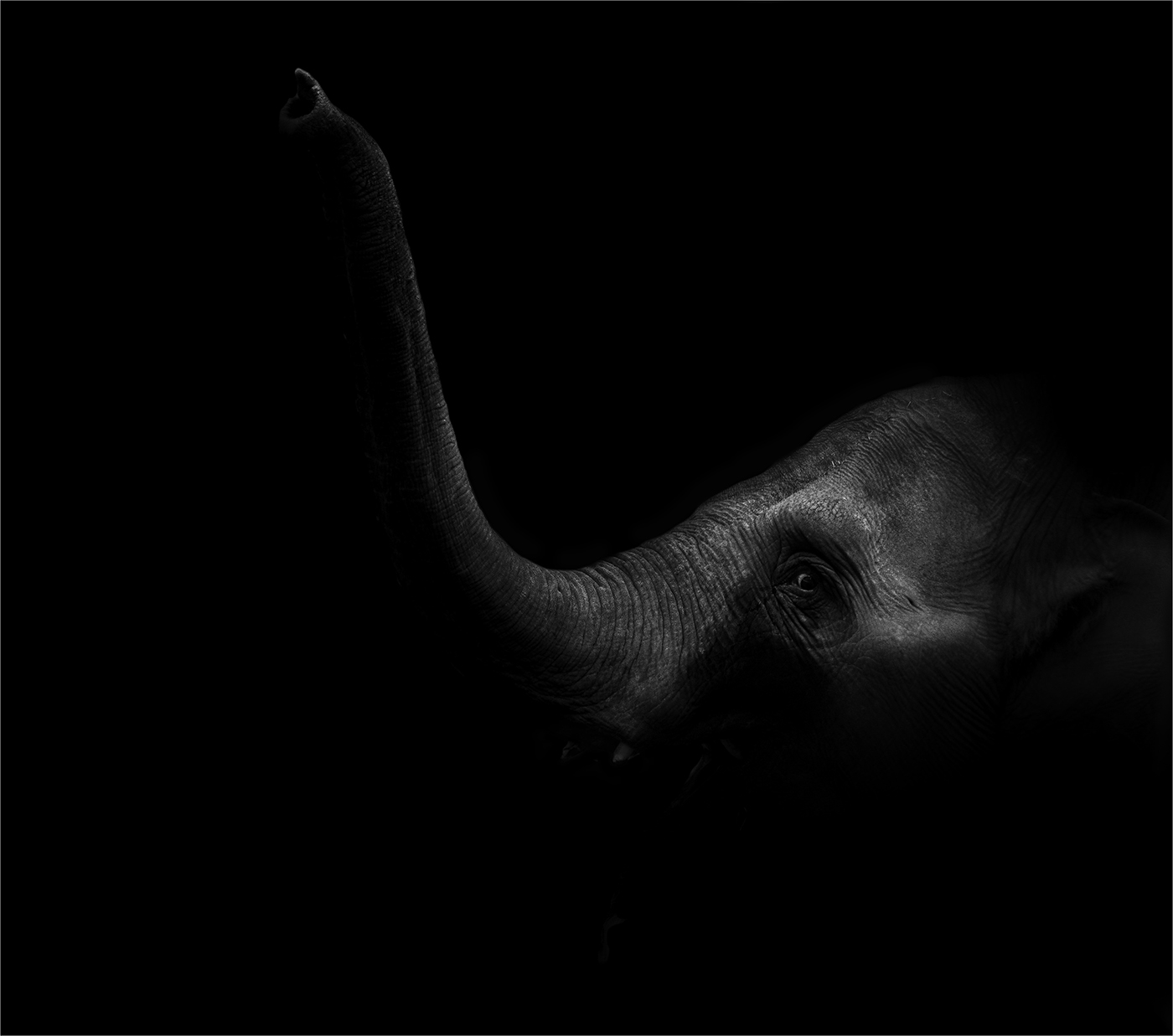 Elephant - Black & White Portrait Photography © David Cantwell Photography