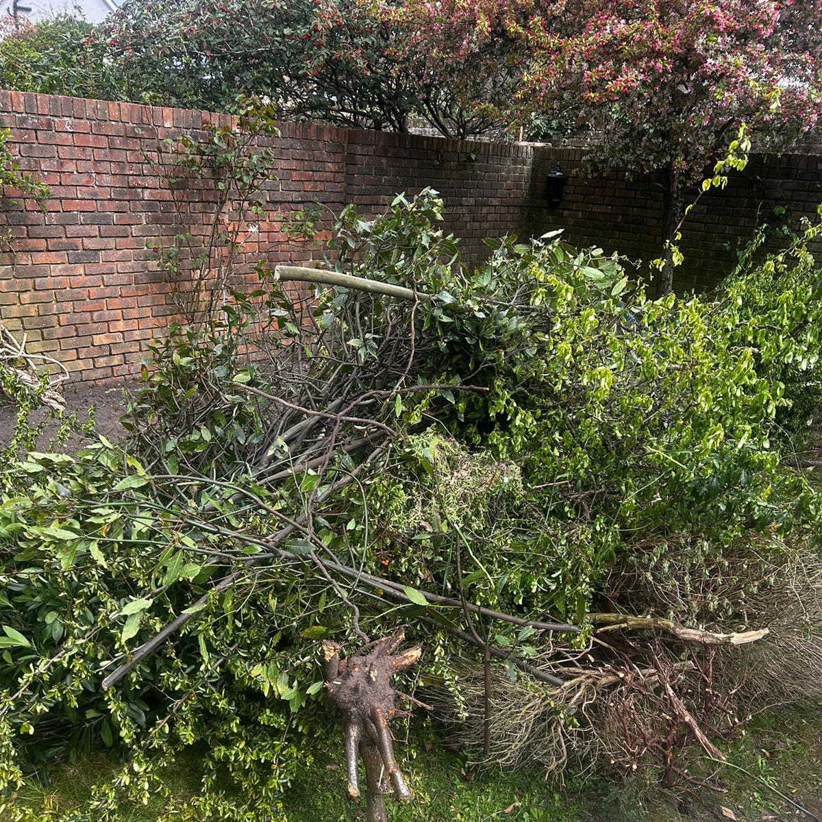 Garden5