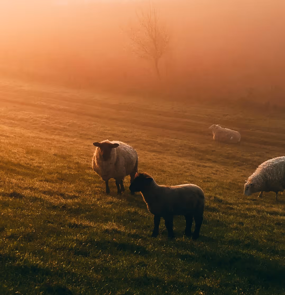 Quatre moutons paissant dans un champ au coucher du soleil avec une lumière dorée et une légère brume.