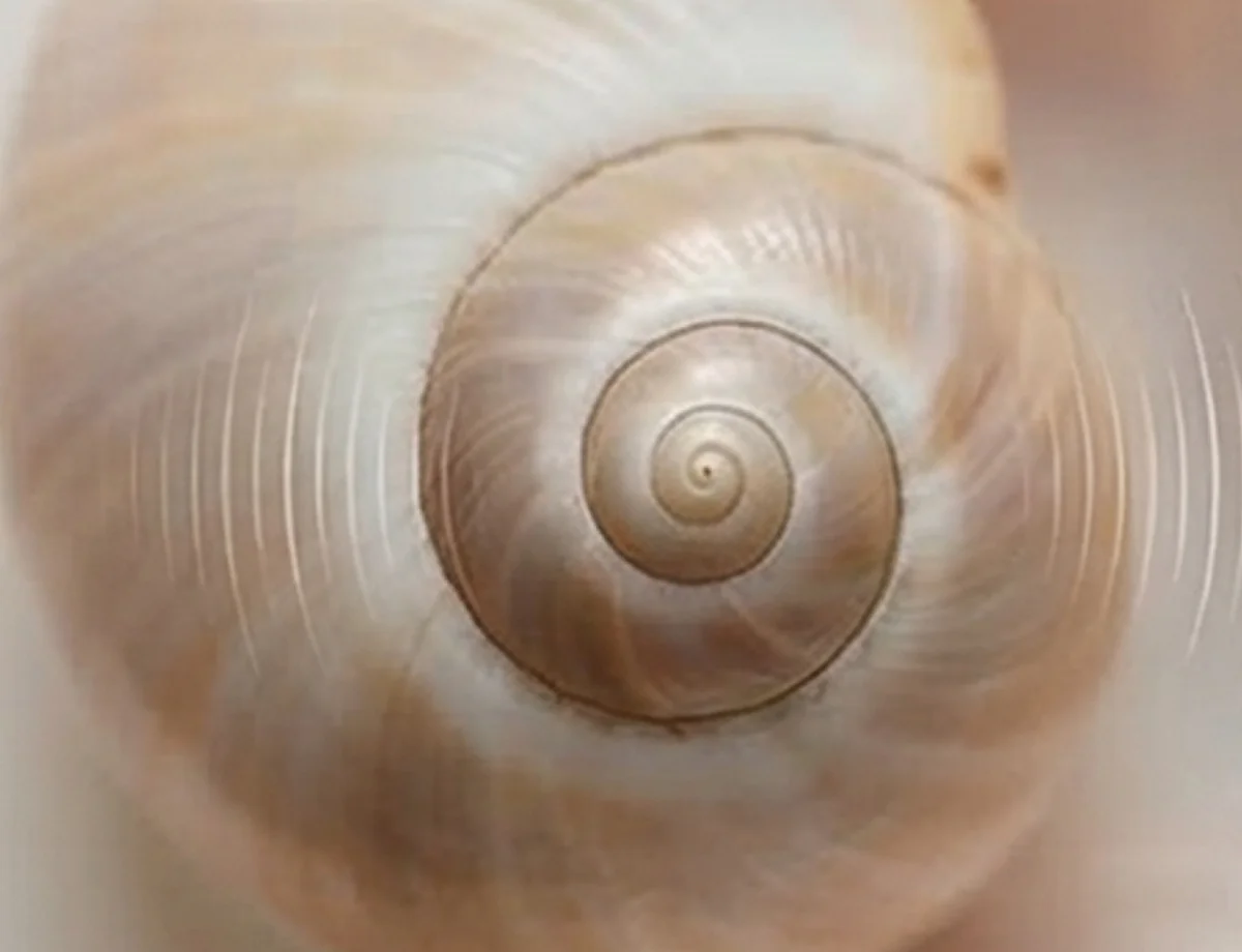 Close-up of a spiral seashell with a smooth, beige surface.
