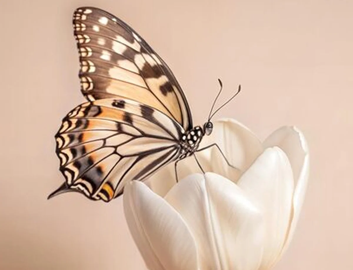 Close-up of a butterfly with patterned wings perched on a white tulip flower against a soft beige background.