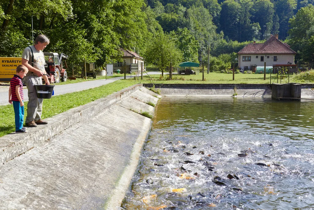 Muž a chlapec krmí ryby v umělém rybníku obklopeném zelenými stromy a domy na pozadí.