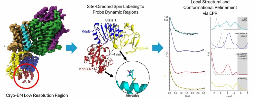 Site-directed spin labeling EPR probing dynamic regions and conformational refinement in cryo-EM protein structures.