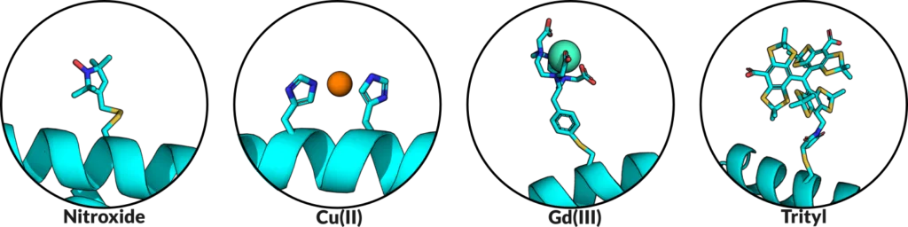 Four molecular models comparing EPR spin labels attached to a cyan protein helix: nitroxide, Cu(II), Gd(III), and trityl.