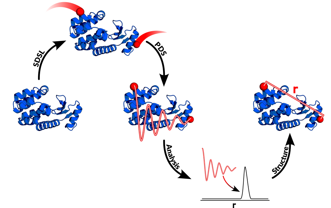 EPR distance measurements showing protein structure dynamics with blue helices and red spin label distance outputs.