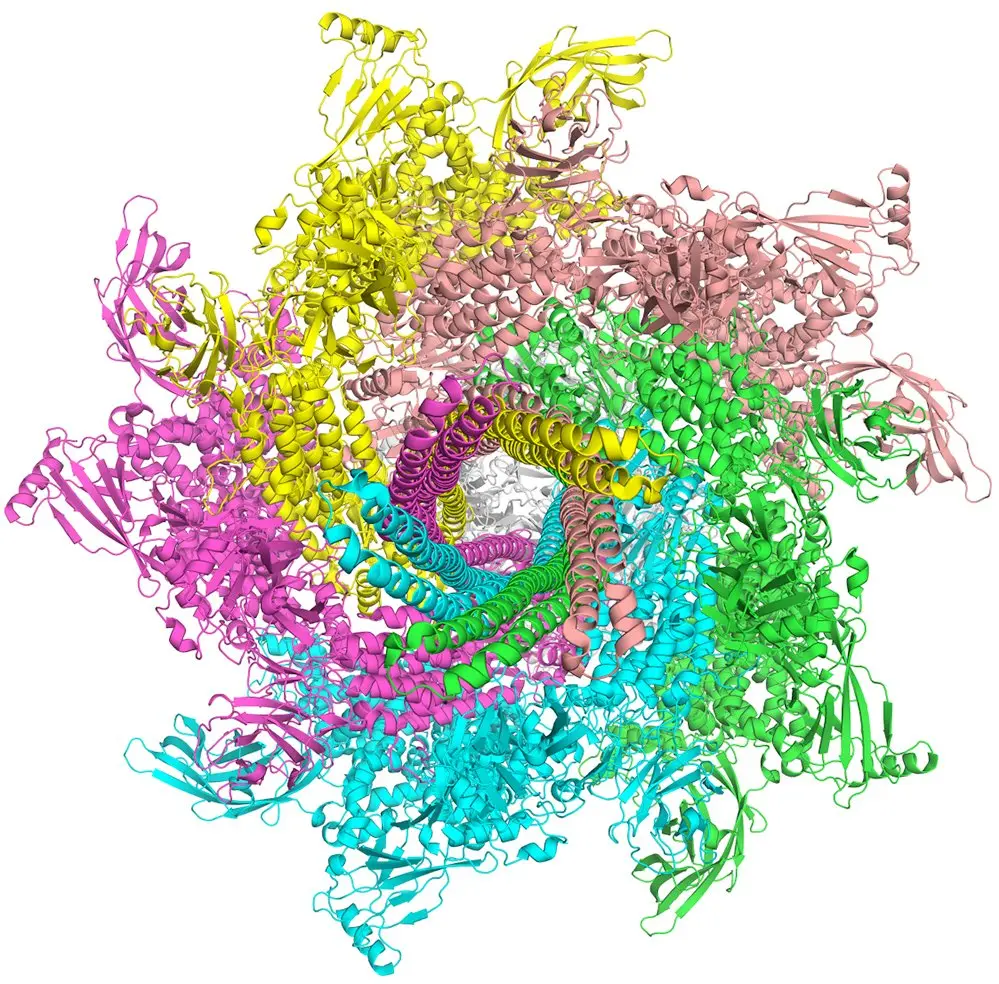 Ribbon model of a large multi-subunit protein complex with five color-coded subunits arranged symmetrically around a central pore.