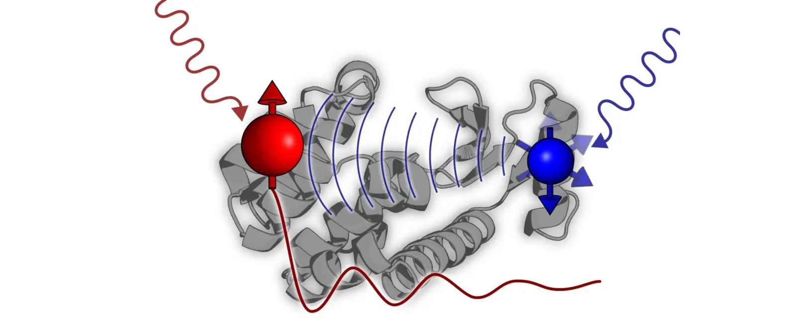 Illustration of a DEER experiment showing red and blue spin labels on a gray protein structure, excited by microwave pulses, with concentric arcs depicting the dipolar coupling between the two electron spins.
