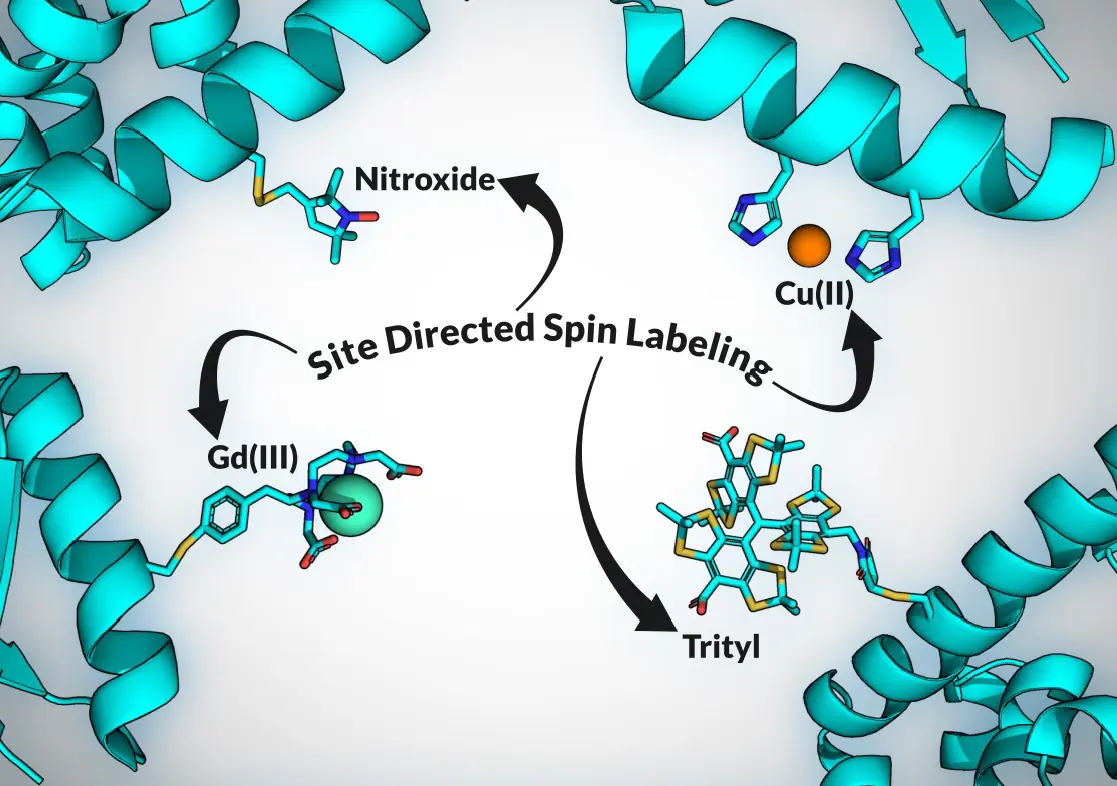 Site-directed spin labeling nitroxide gadolinium trityl copper protein cyan helices.