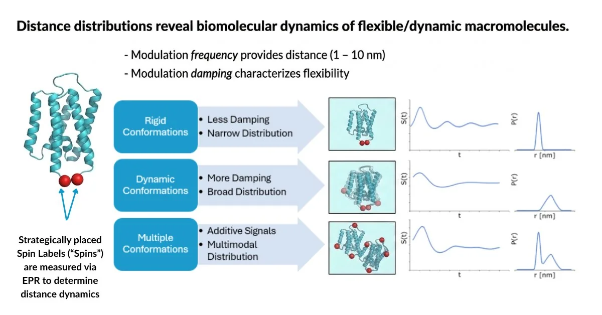 Diagram showing how EPR distance distributions reveal biomolecular dynamics: rigid conformations give narrow distributions, dynamic conformations give broad distributions, and multiple conformations give multimodal distributions, measured via strategically placed spin labels.