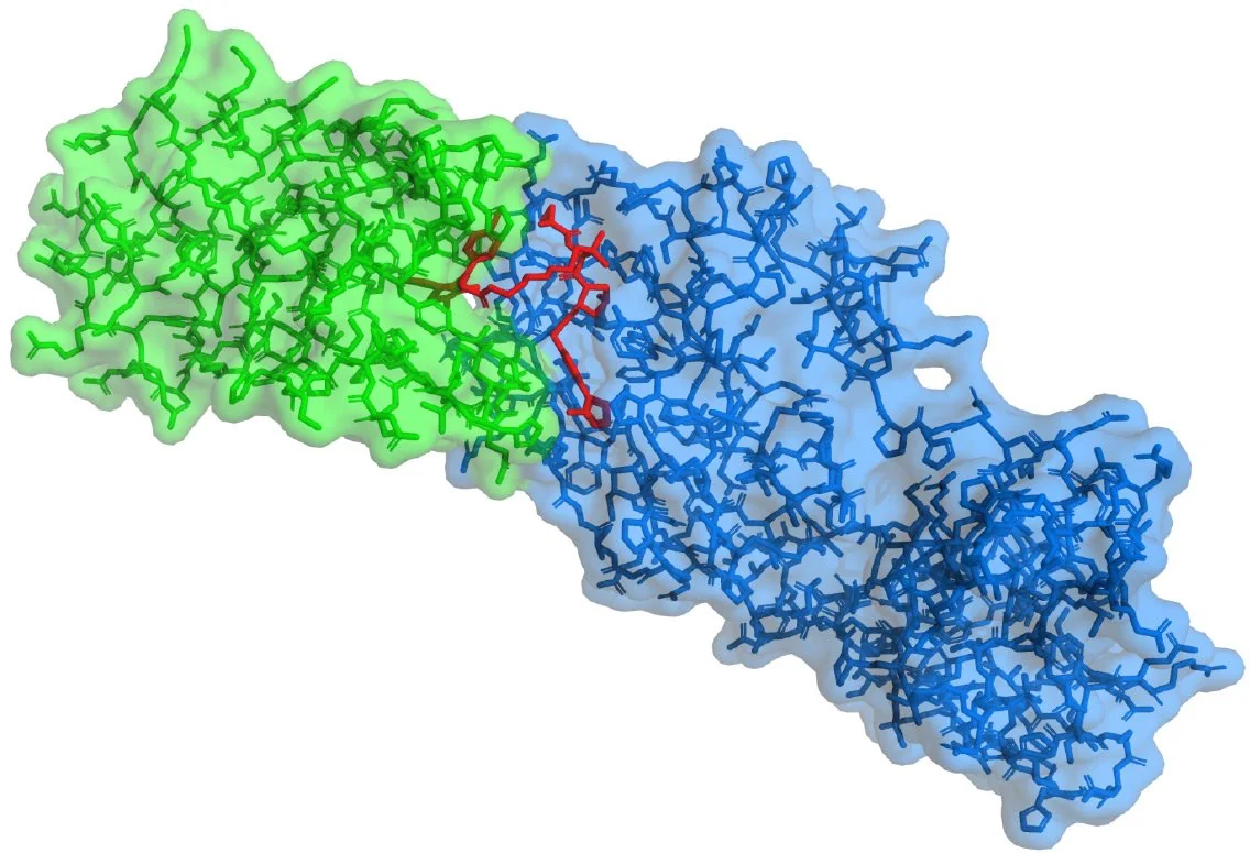 Molecular model of a ternary complex showing a green protein domain and a blue protein domain bridged at their interface by a small red molecule.