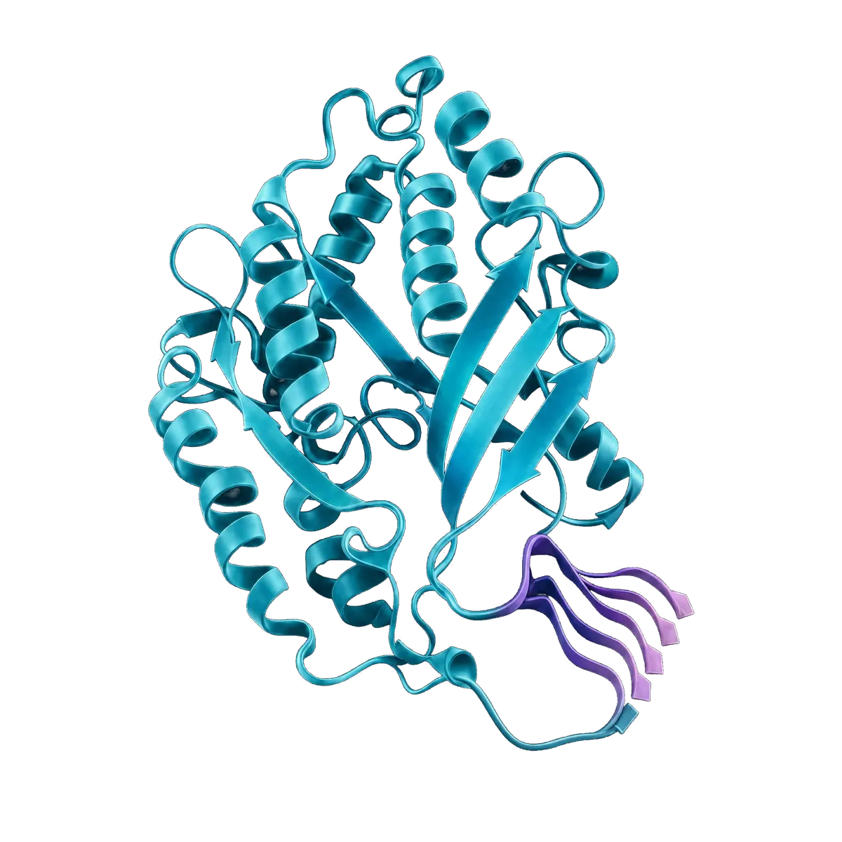 3D rendering of a protein ribbon structure with cyan helices and sheets and a short purple section.