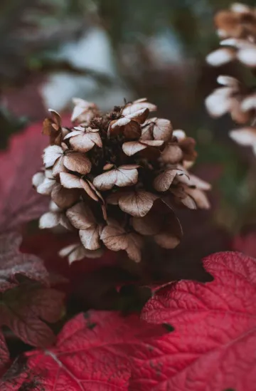 Flor seca marrón rodeada de hojas rojas otoñales.