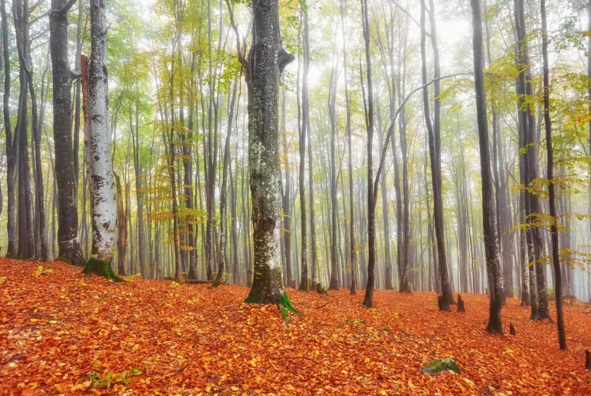 Bosque con árboles altos y delgados con hojas verdes y amarillas, suelo cubierto de hojas secas rojas y anaranjadas en otoño.