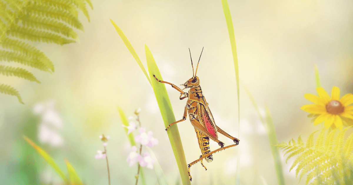 Grasshopper – Spiritual Meaning and Symbolism 