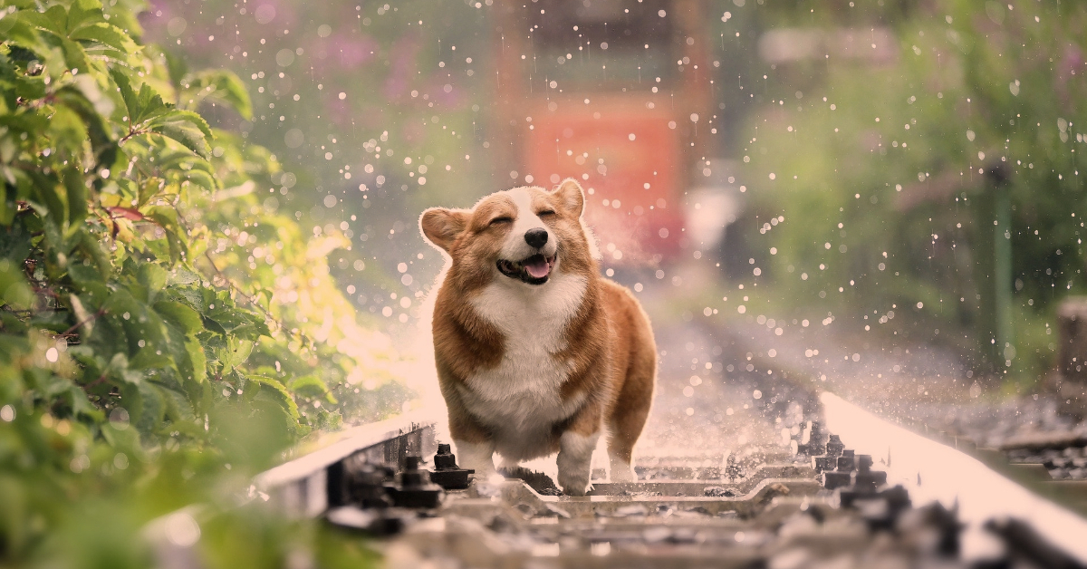 How Owning a Pet Can Change Your Life