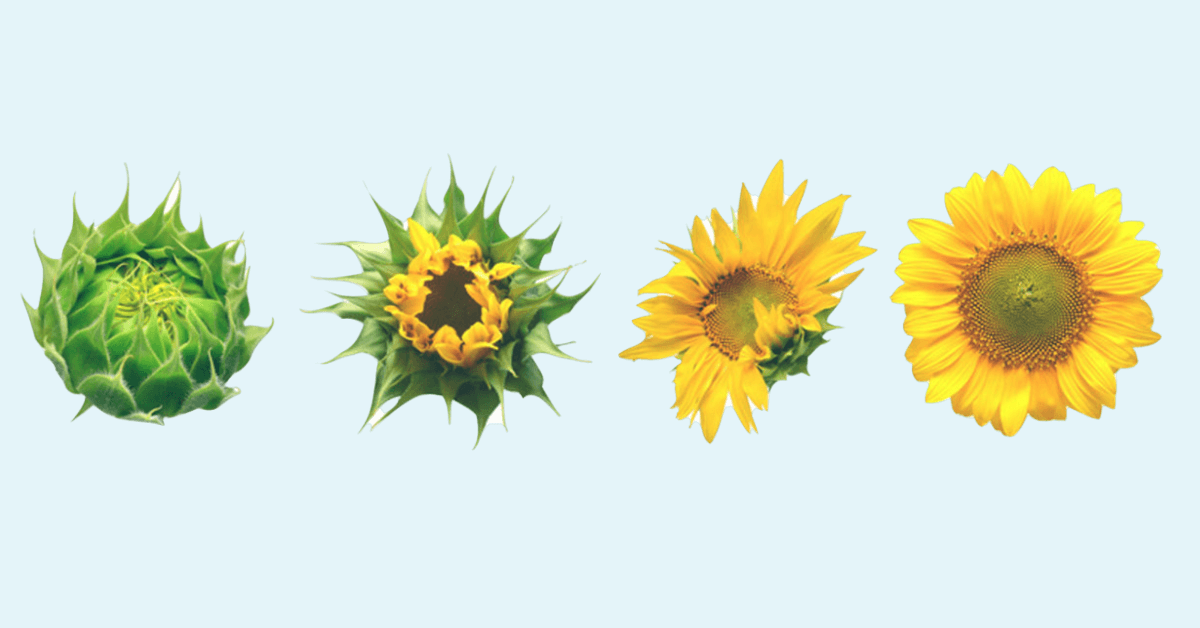 Four Stages of Spiritual Growth